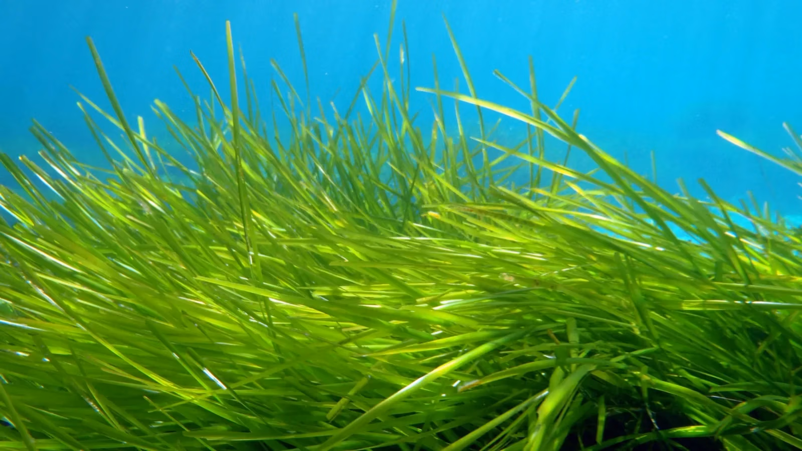 Sunlight filters through the long green leaves of a Posidonia oceanica meadow underwater.